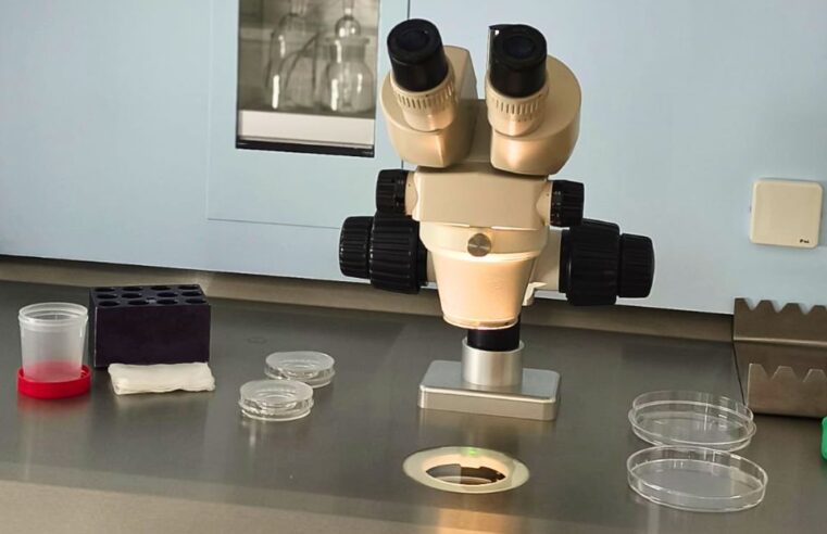 Fertilização in Vitro (FIV) ou Inseminação Intrauterina (IIU)?  Entenda as diferenças na primeira consulta