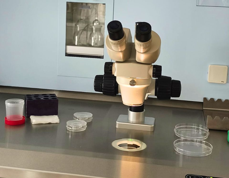 Fertilização in Vitro (FIV) ou Inseminação Intrauterina (IIU)?  Entenda as diferenças na primeira consulta